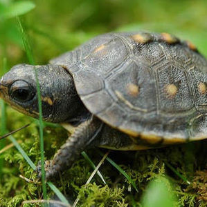 Meet your Posher, Bree